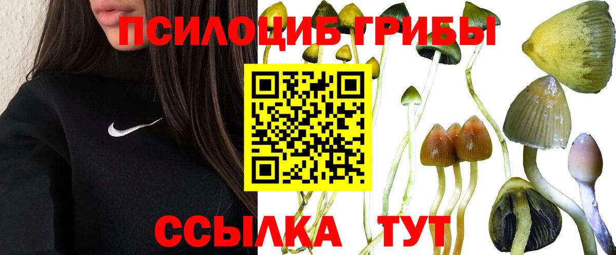 Псилоцибиновые грибы Psilocybe  Псилоцибиновые грибы Psilocybe  Вход с VPN  Вятские Поляны 